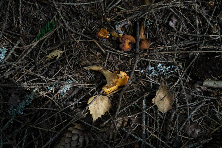 Il bosco e il racconto. “Alzarsi presto” di Sandro Campani